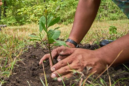 Plantamos memoria: Funes se suma a la campaña de los 30.000 árboles 